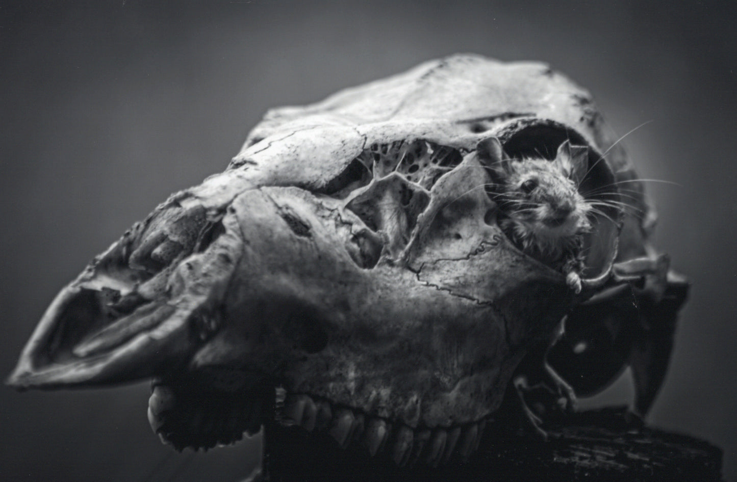 "The Quiet Tenant" Black & White Print