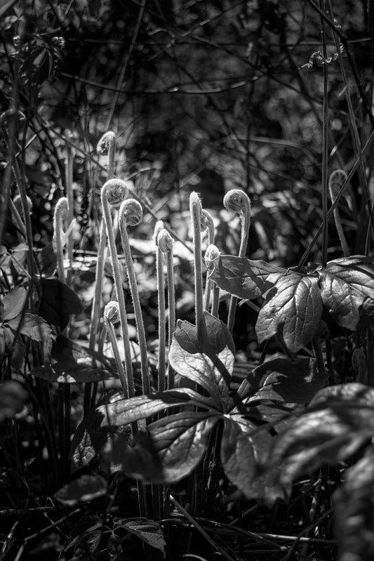"Dark Unfurling" Black & White Print