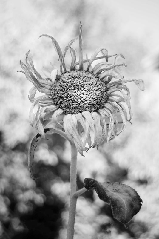 "Last Light" Sunflower Print